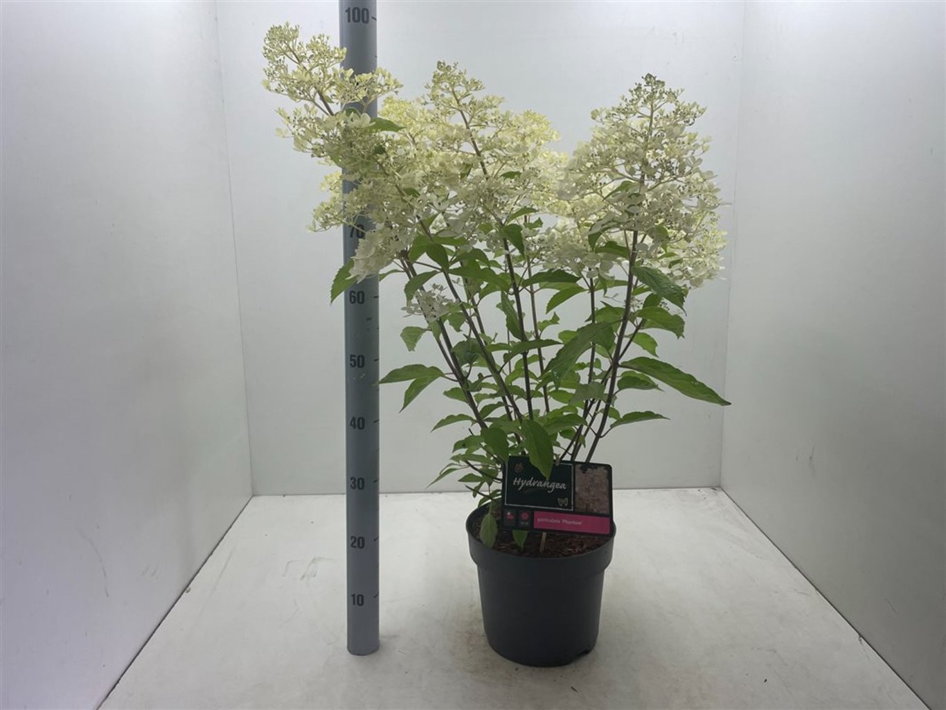 Hydrangea pan. 'Phantom' - C7,5